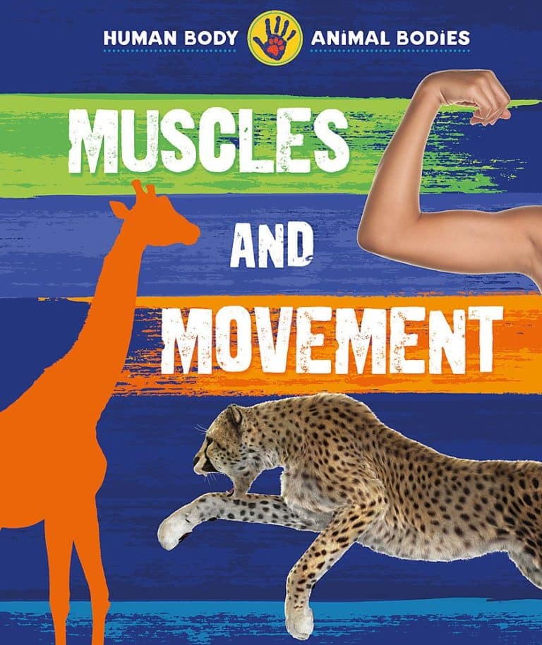 human body animal bodies muscles and movement