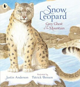 snow leopard grey ghost of the mountain